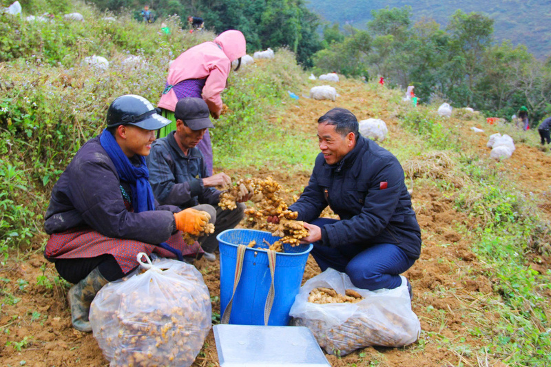 Thực hiện Nghị quyết Đại hội Đảng bộ của tỉnh, Lũng Cú xác định chuyển đổi cây trồng, lấy gừng làm cây trồng chủ lực.