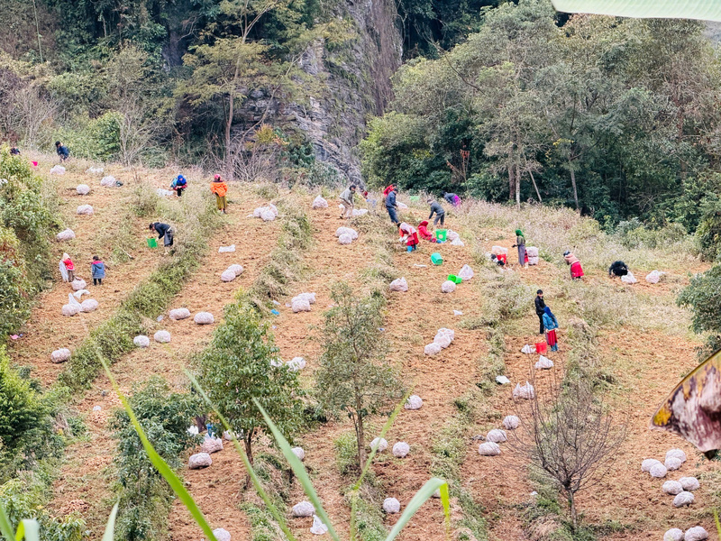 Tại Lũng Cú, diện tích đất đá còn nhiều hơn đất canh tác.