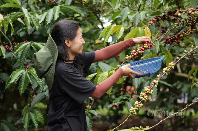 Thu hoạch cà phê tại Gia Lai.