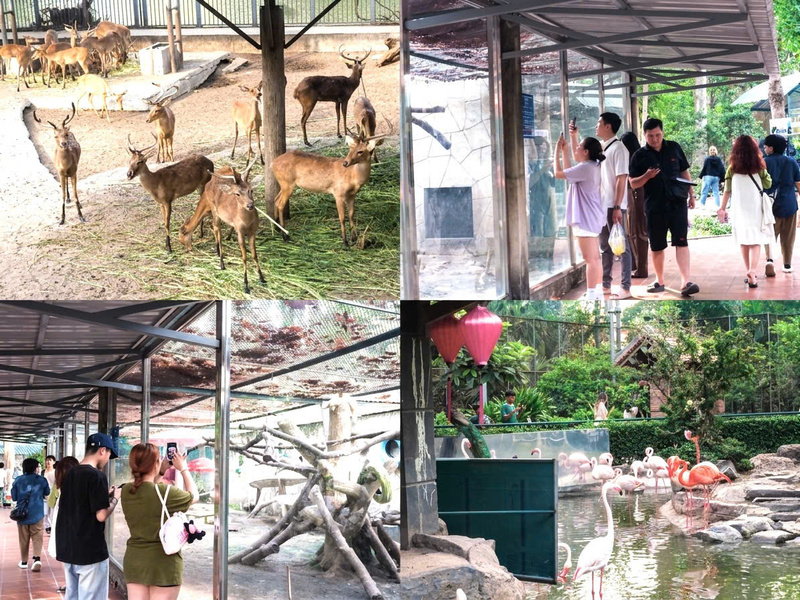 Du khách hào hứng quan sát và ghi lại những khoảnh khắc đẹp tại các khu vực nuôi dưỡng thú hoang dã bên trong Thảo Cầm Viên Sài Gòn. Ảnh: MInh Anh.