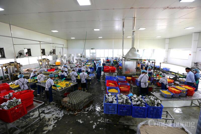 Dây chuyền sản xuất khép kín Công ty Cổ phần thực phẩm Á Châu - đơn vị thu mua 30% sản lượng dứa của xã để chế biến thành sản phẩm dứa đóng hộp xuất khẩu sang thị trường châu Âu.