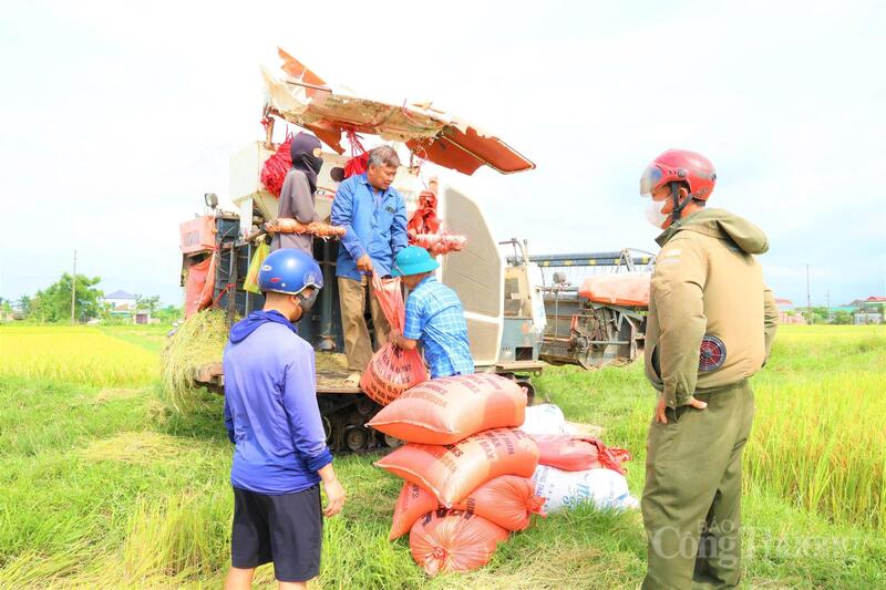 Ghi nhận tại các địa phương, dù cường độ làm việc cao dưới thời tiết nắng nóng, nhưng tinh thần của nông dân Hà Tĩnh rất phấn khởi. Sự chủ động trong khâu chọn giống, chăm sóc và sự hỗ trợ của cơ giới hóa đã giúp giảm bớt gánh nặng lao động thủ công.