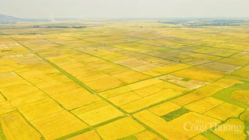 Những ngày đầu tháng 5, những cánh đồng lúa xuân của Hà Tĩnh chuyển dần sang màu vàng óng ả. Kỳ nghỉ lễ 30/4-1/5 năm nay trùng vào thời điểm vụ lúa xuân bước vào giai đoạn thu hoạch.