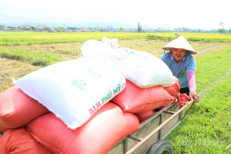 Những chuyến xe chở đầy lúa vàng nối đuôi nhau về làng.