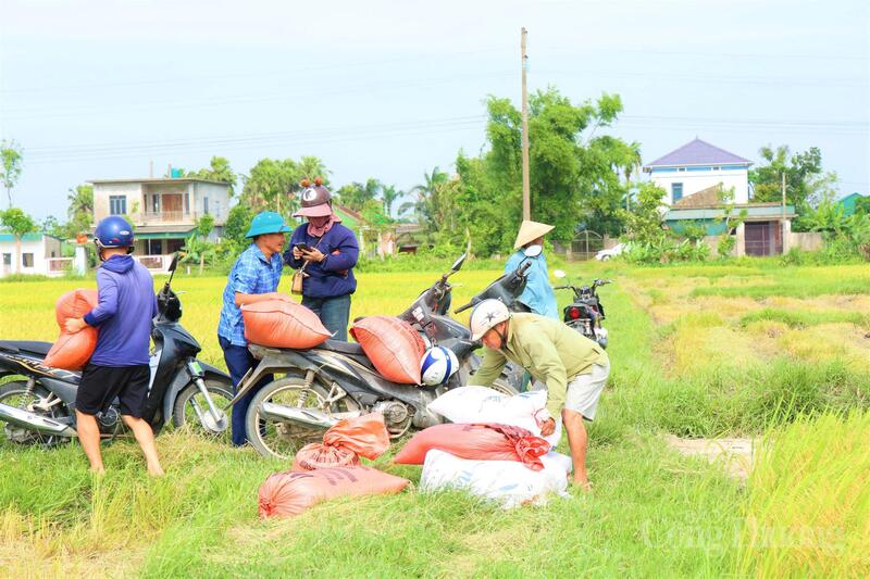 Bà Nguyễn Thị Hòa (xã Toàn Lưu) chia sẻ, năm nay tôi cấy giống Hana số 7. “Phải công nhận giống này bông dài, hạt đều, ít rụng. Nhìn ruộng lúa đổ vàng như thế này, chúng tôi mừng lắm. Dù làm việc giữa trời nắng nóng và vào đúng dịp lễ nhưng thấy lúa đầy bồ là bao nhiêu mệt mỏi tan biến hết”, bà nói.