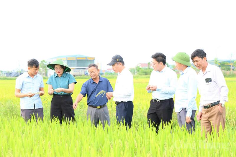 Tại xã Toàn Lưu, một trong những địa phương có truyền thống thâm canh lúa tốt, không khí ngày mùa cũng khẩn trương không kém. Xã có hơn 1.000 ha lúa vụ Xuân năm 2026 đã đến kỳ thu hoạch.
