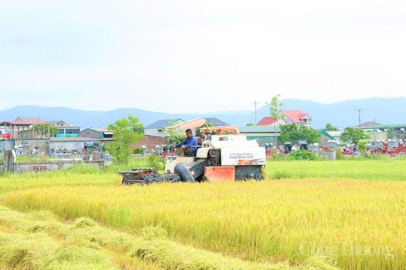 Để hỗ trợ bà con, chính quyền các địa phương và ngành nông nghiệp đã chỉ đạo các HTX dịch vụ nông nghiệp điều tiết máy gặt hợp lý, tránh tình trạng tranh chấp máy hoặc đẩy giá thuê gặt lên cao. Đồng thời, các đơn vị thủy lợi cũng đã sẵn sàng phương án điều tiết nước phục vụ làm đất vụ Hè - Thu ngay khi lúa Xuân được thu hoạch xong.