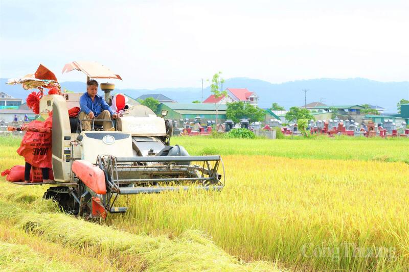 Tại cánh đồng xã Trường Lưu, Hà Tĩnh, lúa đã chín vàng ươm, không khí thu hoạch đang rất khẩn trương.