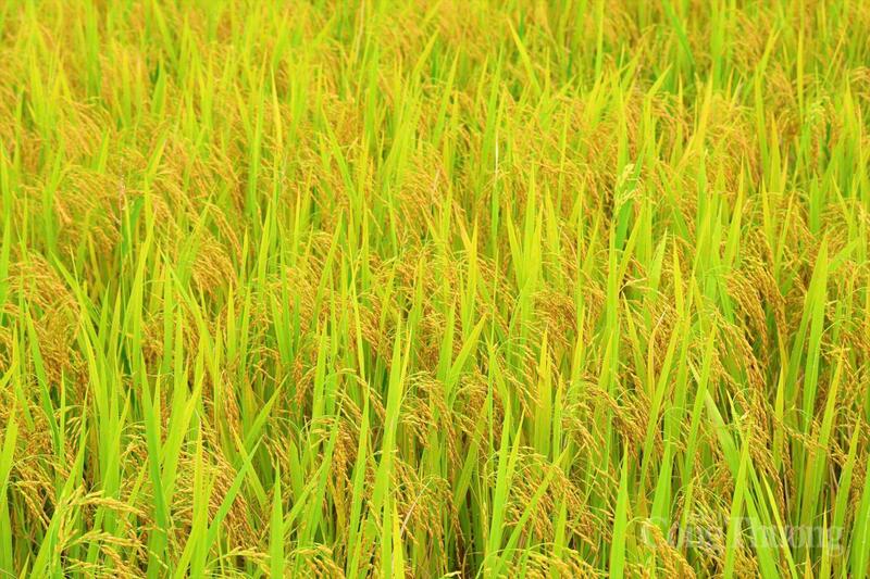 Vụ Xuân 2026, toàn tỉnh Hà Tĩnh gieo cấy gần 60.000 ha lúa. Nhờ tuân thủ nghiêm ngặt lịch thời vụ và cơ cấu bộ giống phù hợp, đến thời điểm hiện tại, hầu hết các trà lúa đều sinh trưởng tốt.