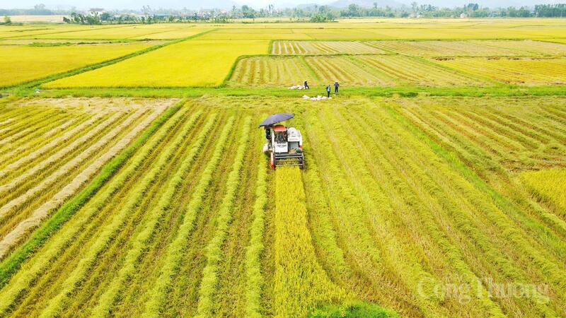 Tại xã Cẩm Hưng, nông dân cũng đang bước vào cao điểm thu hoạch. Những chiếc máy gặt được điều động từ khắp nơi về đây để phục vụ bà con.