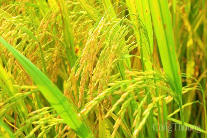 Theo đánh giá sơ bộ của bà con và cán bộ nông nghiệp địa phương, năng suất bình quân ước đạt khoảng 60 tạ/ha.