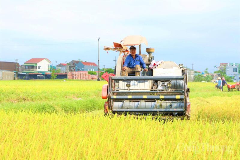 Với tâm thế “xanh nhà hơn già đồng” để né tránh những đợt mưa giông bất chợt của thời tiết chuyển mùa, nông dân các địa phương đã gác lại kế hoạch nghỉ lễ để tập trung tối đa nhân lực, máy móc ra đồng.