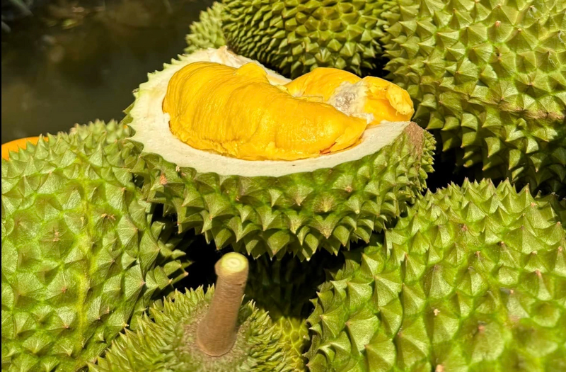 Giá sầu riêng giảm mạnh.