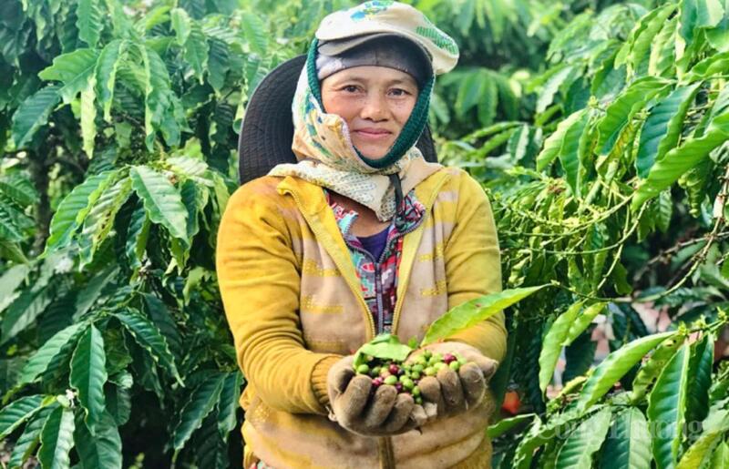 Theo chân gia đình vào Gia Lai từ khi còn nhỏ, ký ức của bà Lệ gắn với những ngày dựng nhà tạm, phát rẫy, trồng từng gốc cây trong cảnh thiếu thốn đủ bề.