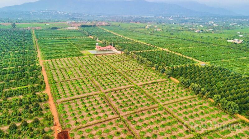 Hơn bốn thập niên trôi qua, những vùng đất từng phủ đầy lau lách nay đã thay bằng những rẫy cà phê xanh ngút, những vườn hồ tiêu, cây ăn quả trải dài.