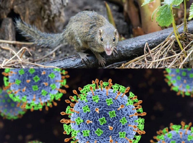 Bộ Y tế phát đi cảnh báo về nguy cơ lây nhiễm virus Hanta truyền từ chuột. Ảnh minh hoạ