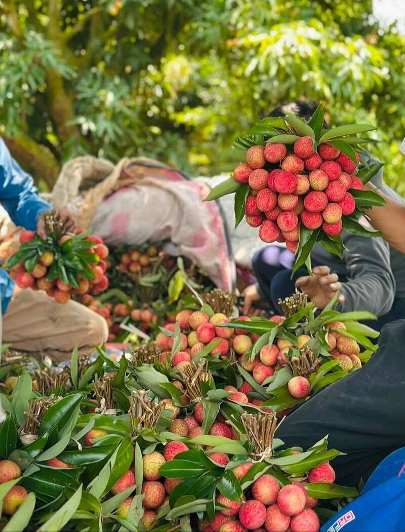 Nguyên nhân chính khiến giá vải u trứng tăng cao trong năm nay là do sản lượng giảm. Ảnh: NVCC