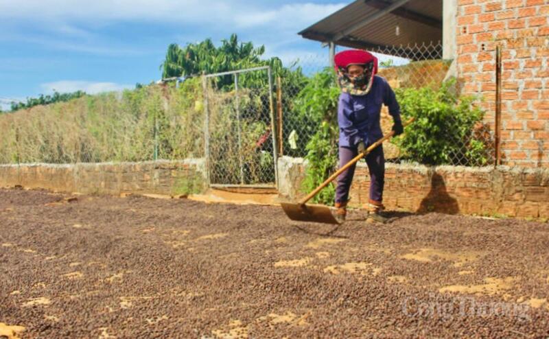 Những năm gần đây, giá cà phê, hồ tiêu tăng đã giúp người dân có thêm tích lũy, ổn định cuộc sống.
