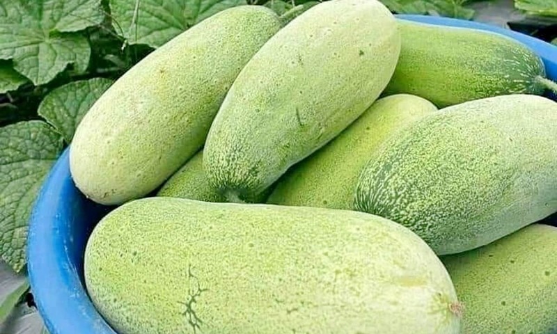 Dưa mèo có giá bán tại vườn khoảng 10.000 - 15.000 đồng/kg. Ảnh minh hoạ