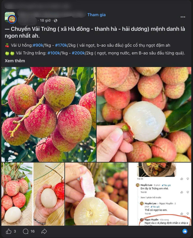 Vải u trứng Thanh Hà năm nay có giá cao do mất mùa. Ảnh chụp màn hình