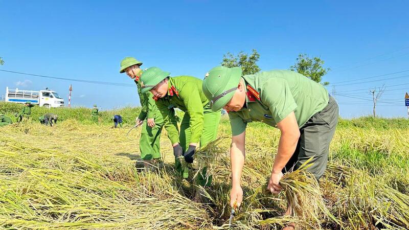 Trung tá Bùi Xuân Hùng, Trưởng Công an xã Cẩm Lạc cho biết, sáng 6/5, Công an xã đã phối hợp Mặt trận Tổ quốc xã huy động 15/22 cán bộ chiến sĩ tham gia gặt lúa giúp một số hộ dân có hoàn cảnh đặc biệt, neo người tại thôn 3, xã Cẩm Lạc. Đây là những hộ có ruộng lúa nằm sâu, ngập nước.