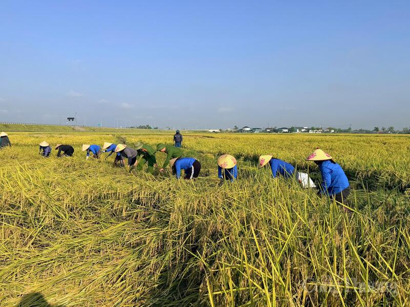 Những thửa ruộng bị đổ rạp được ưu tiên thu hoạch trước nhằm hạn chế tối đa thiệt hại.