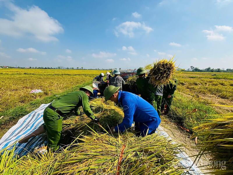 Lực lượng công an xã và các đơn vị, đoàn thể đã trực tiếp xuống đồng, hỗ trợ người dân dựng lúa, bó lúa và vận chuyển về nơi tập kết.