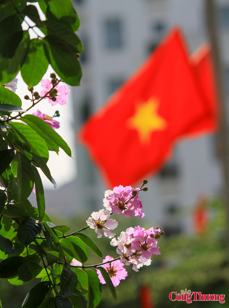 Bằng lăng từ lâu đã trở thành loài hoa quen thuộc với nhịp sống của người dân Thủ đô mỗi độ hè về.