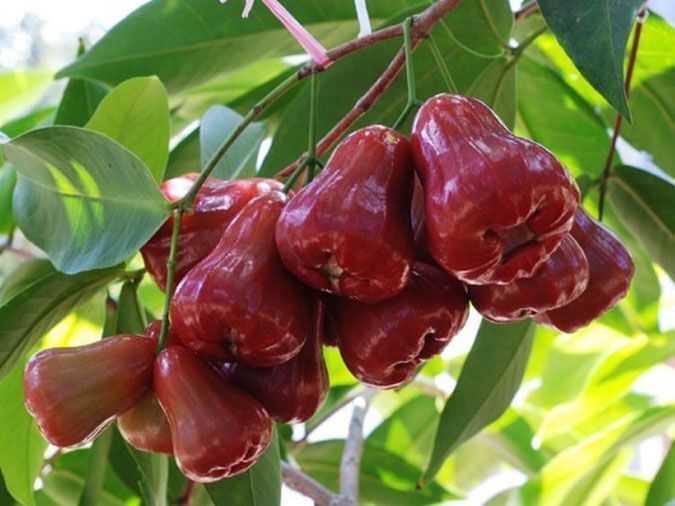 Giá bán lẻ quả roi tại các chợ dao động từ 15.000 - 40.000 đồng/kg. Ảnh minh họa