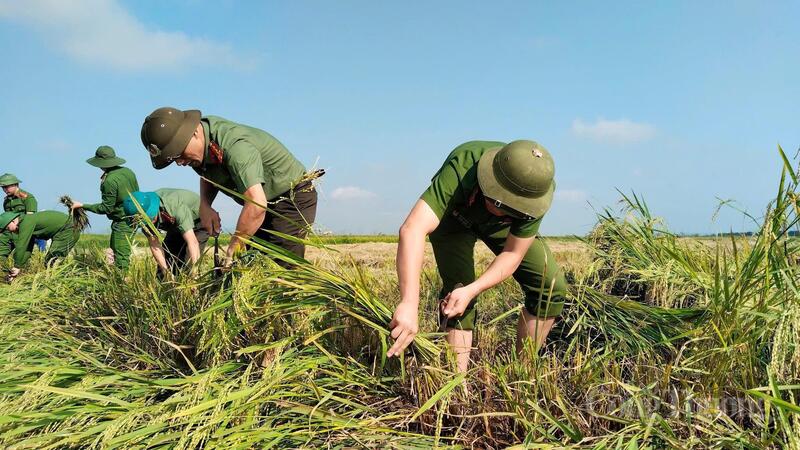 Trong ảnh là Chi đoàn Công an xã Tứ Mỹ (Hà Tĩnh) đội nắng hỗ trợ nhân dân thu hoạch lúa.
