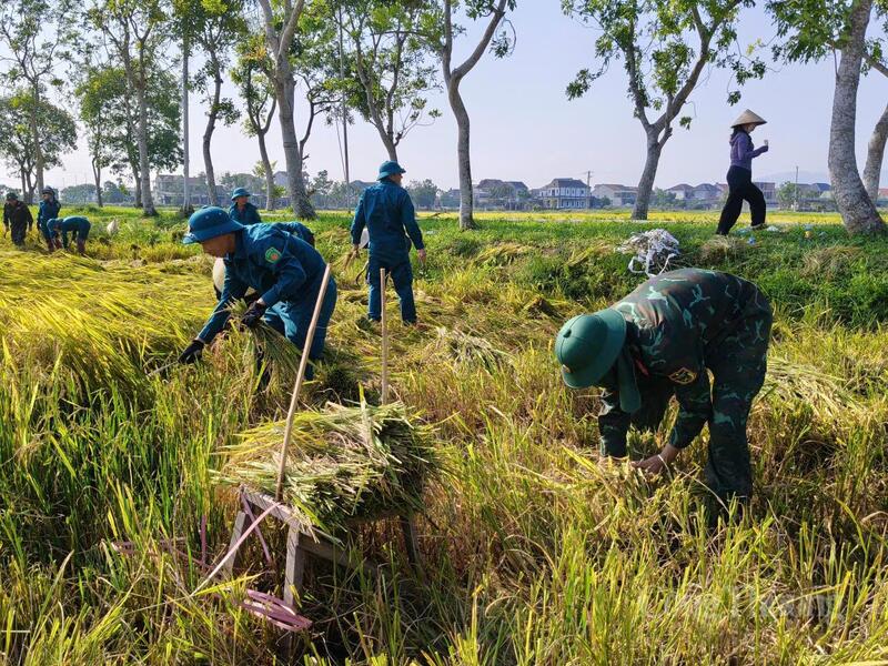 Bộ đội, dân quân giúp đỡ người dân xã Xuân Lộc thu hoạch lúa tại các ruộng bị ngập sâu.