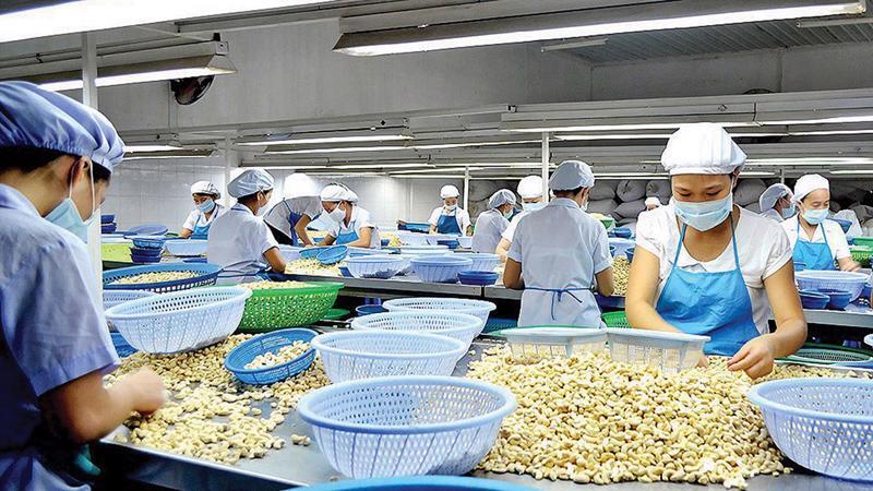 Năm 2025, giá trị xuất khẩu hạt điều của Đồng Nai đạt gần 2,8 tỷ USD, chiếm hơn 50% tổng kim ngạch xuất khẩu điều của cả nước. (Ảnh: Hạt điều Phú Quang.