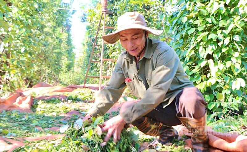 Thu hoạch cà phê tại Gia Lai