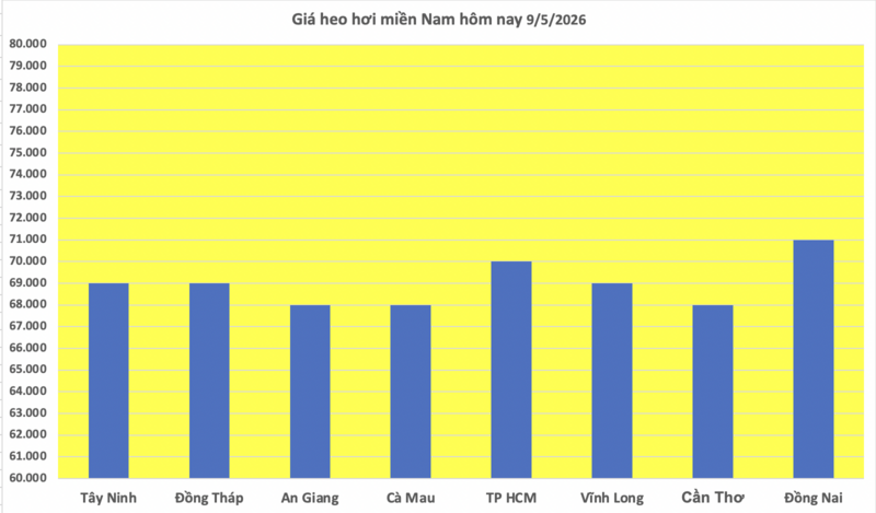 Giá heo hơi hôm nay 9/5/2026: Tăng đồng loạt, chạm mốc 71.000 đồng/kg - 3