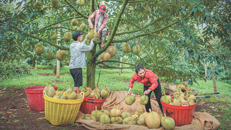 4 tháng đầu năm 2026, xuất khẩu rau quả đạt gần 2,06 tỷ USD, tăng khoảng 22% so với cùng kỳ năm trước. Ảnh minh họa