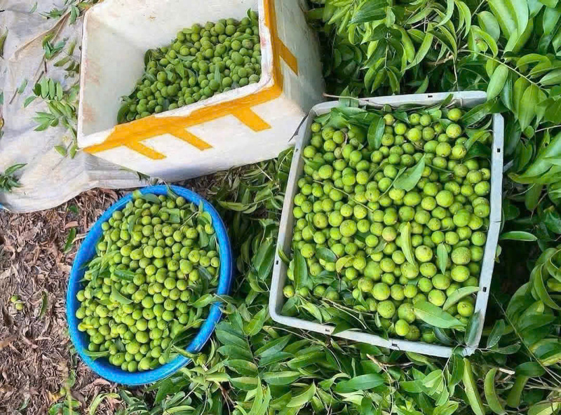 Giá sấu non đầu mùa hiện dao động từ 35.000 - 100.000 đồng/kg tùy loại. Ảnh: NVCC