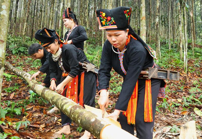 Các hộ dân xã Tân Hợp bóc quế.