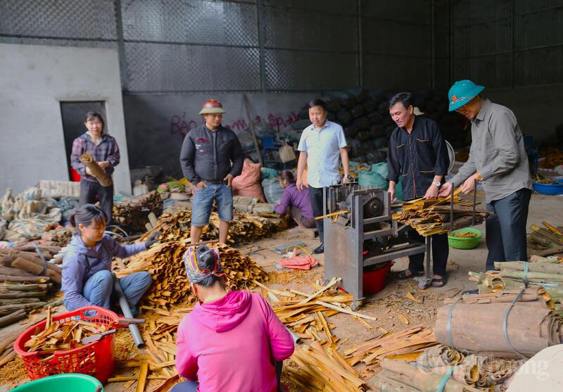 Lãnh đạo xã Tân Hợp kiểm tra quy trình chế biến các sản phẩm được làm từ quế tại Công ty Hồng Lĩnh NV.