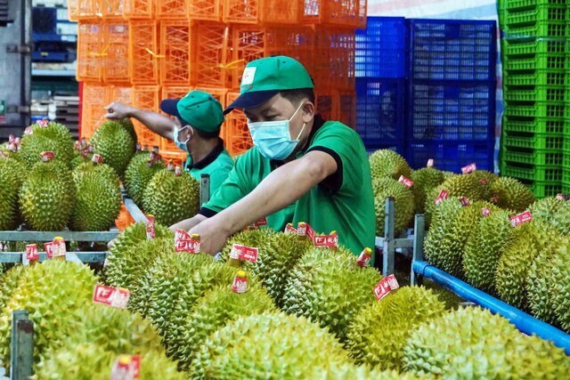 Doanh nghiệp xuất khẩu sầu riêng cần chú trọng xây dựng thương hiệu thay vì chỉ bán sản phẩm dưới dạng nhãn hàng đơn thuần - (Ảnh: Ngọc Thạch)