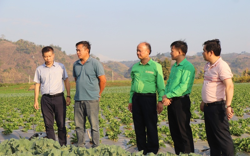 Tổng Giám đốc Tiến Nông Nguyễn Hồng Phong tham quan các mô hình sản xuất xanh, bền vững trong chuyến công tác tại Sơn La. Ảnh: Thanh Duyên