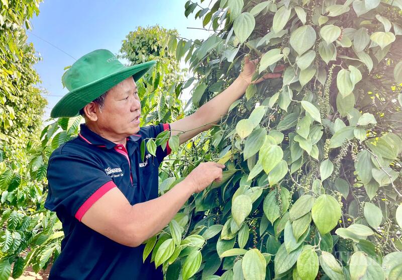 Thu hoạch hồ tiêu tại Gia Lai