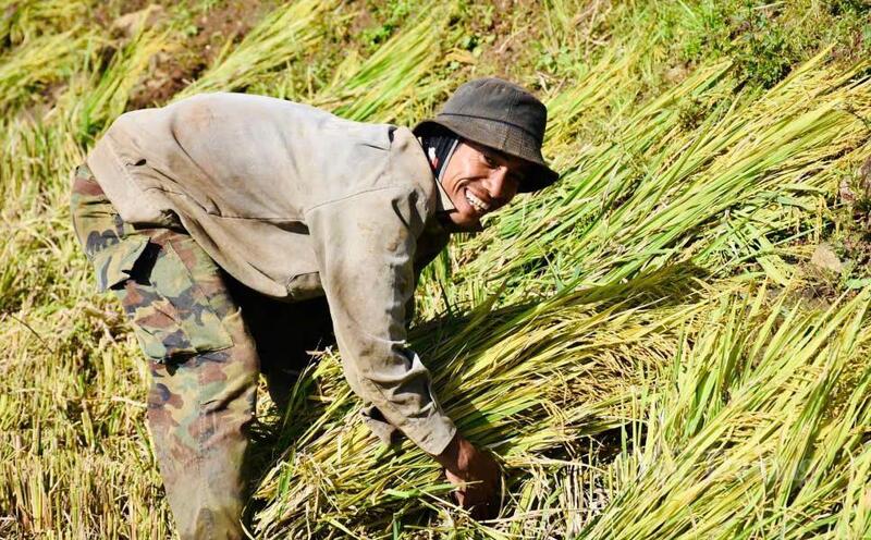 Người dân thu hoạch lúa. Ảnh: Hiền Mai
