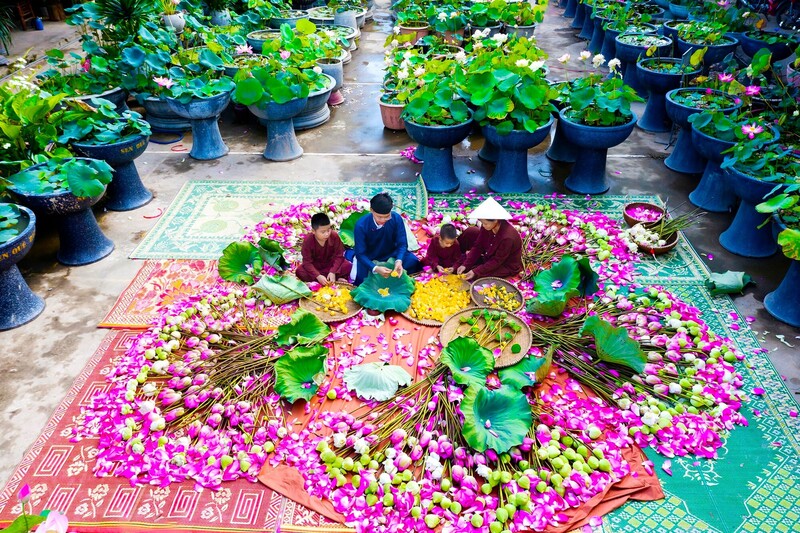 Sen Quê Bác đã được bảo tồn, phát triển và nâng tầm giá trị. Ảnh: Kim Tiến