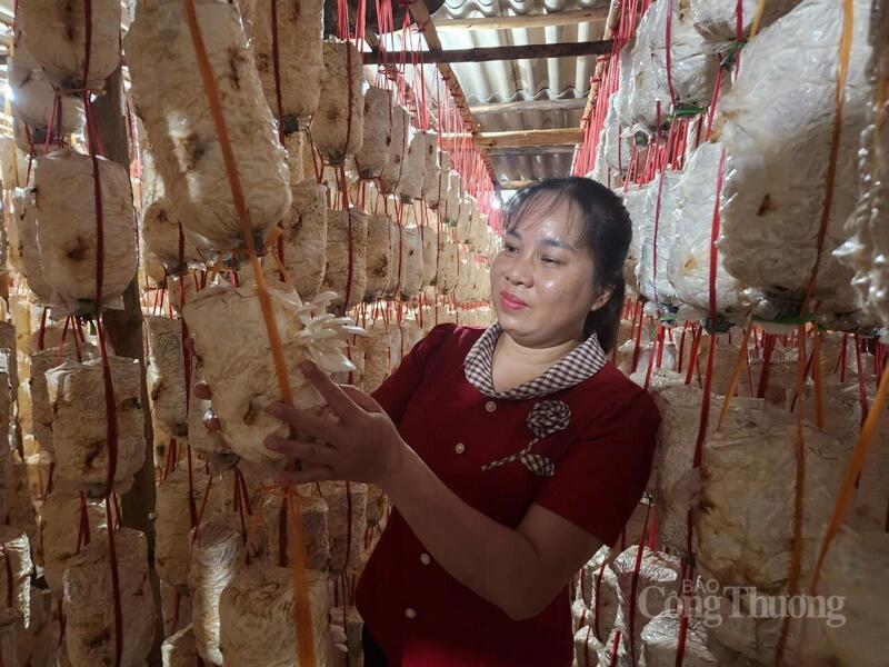 Nhờ chính sách hỗ trợ đồng bào dân tộc, gia đình chị Hoàng Thị Hiền, xã Quang Bình, tỉnh Tuyên Quang được hỗ trợ nguồn vốn đầu tư trồng nấm, phát triển kinh tế và từng bước làm giàu. Ảnh: Thu Hường