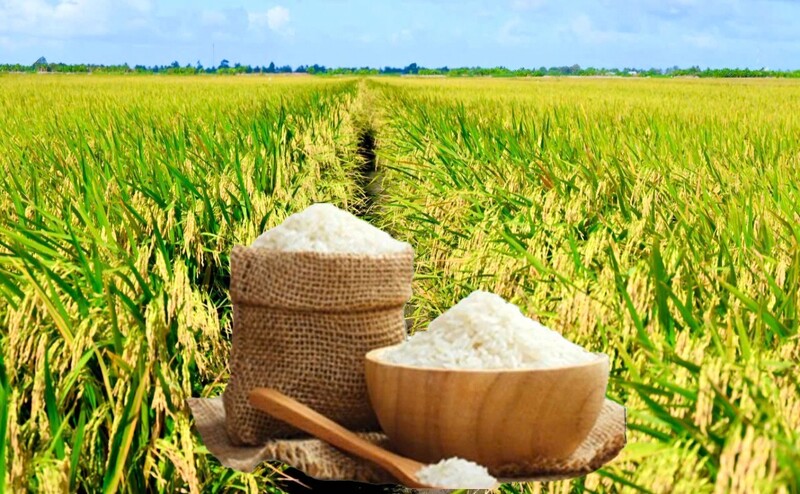Giá lúa gạo hôm nay ngày 14/5: Gạo nguyên liệu xuất khẩu đảo chiều tăng. Ảnh: Thanh Minh.