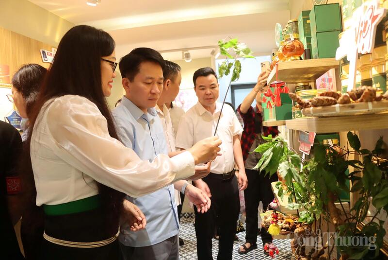 Sản phẩm sâm Lai Châu được quảng bá tại sự kiện