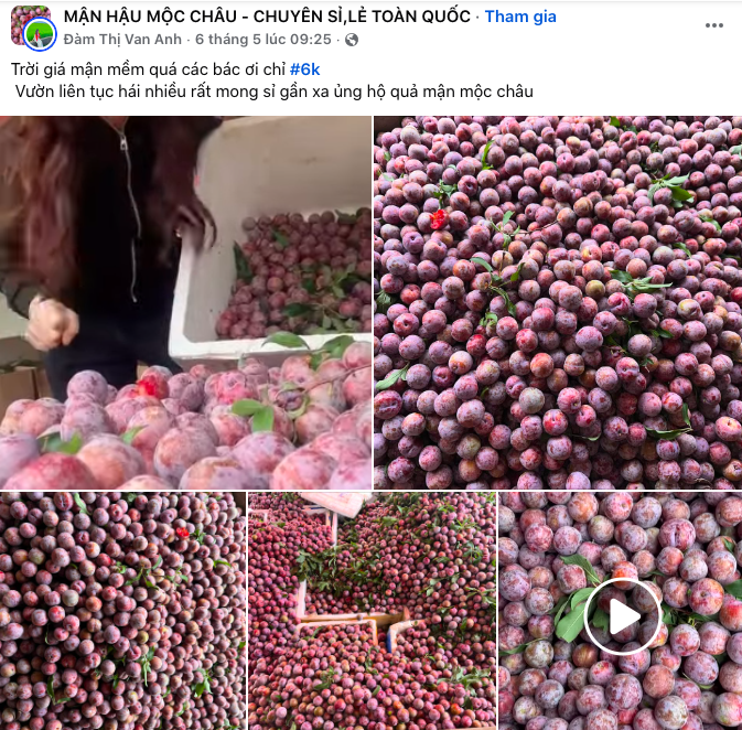 Giá mận chính vụ có nhiều giá khác nhau. Ảnh chụp màn hình