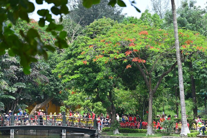 Khuôn viên Khu di tích Chủ tịch Hồ Chí Minh rực rỡ sắc hoa phượng đỏ giữa mùa hè 2026. Ảnh: Nam Nguyễn
