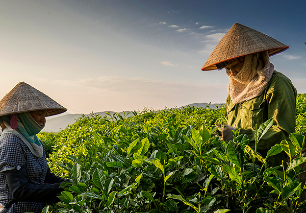 Việt Nam hiện chiếm khoảng 0,6% thị phần chè nhập khẩu tại Hà Lan.