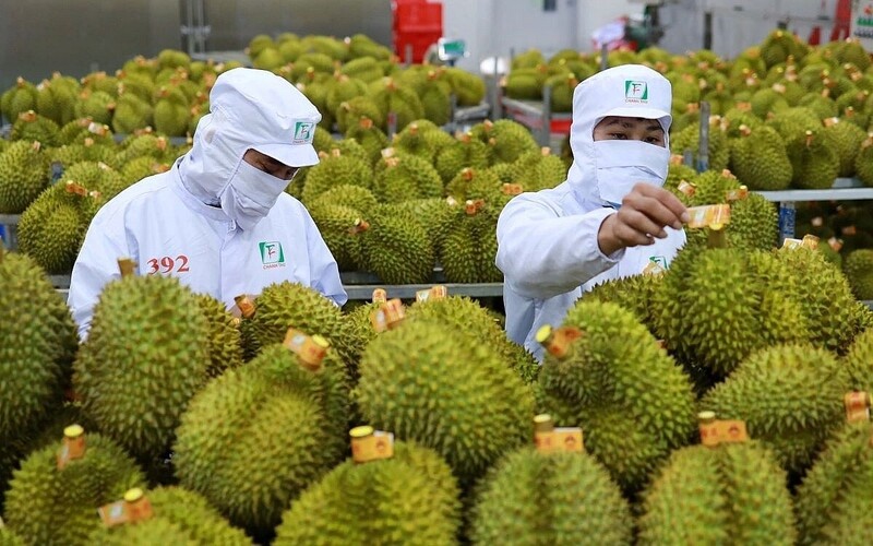 Sầu riêng đang là mặt hàng xuất khẩu chủ lực của Việt Nam.